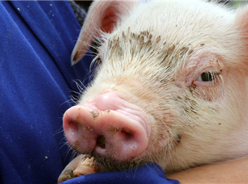 20190318133494129412