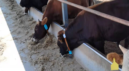 ������K8���� - ����Ӯ�ҡ�һ������